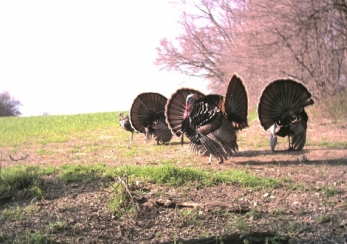 Group of turkeys at the land
