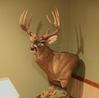 Deer mount on display