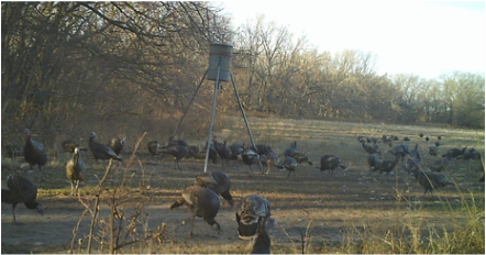Large group of turkeys surrounding a deer feeder at the land