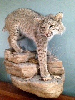 Full body bobcat mount on rock on display